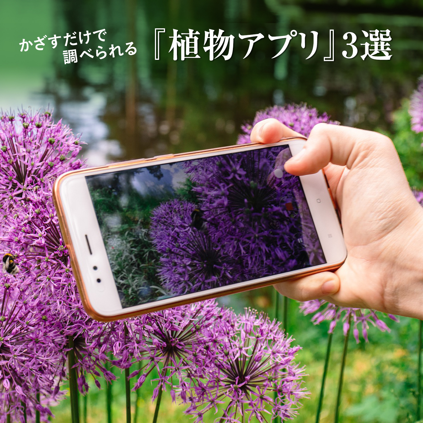 大好きな花をもっと身近に 近所のお散歩が楽しくなる植物図鑑アプリ Even If