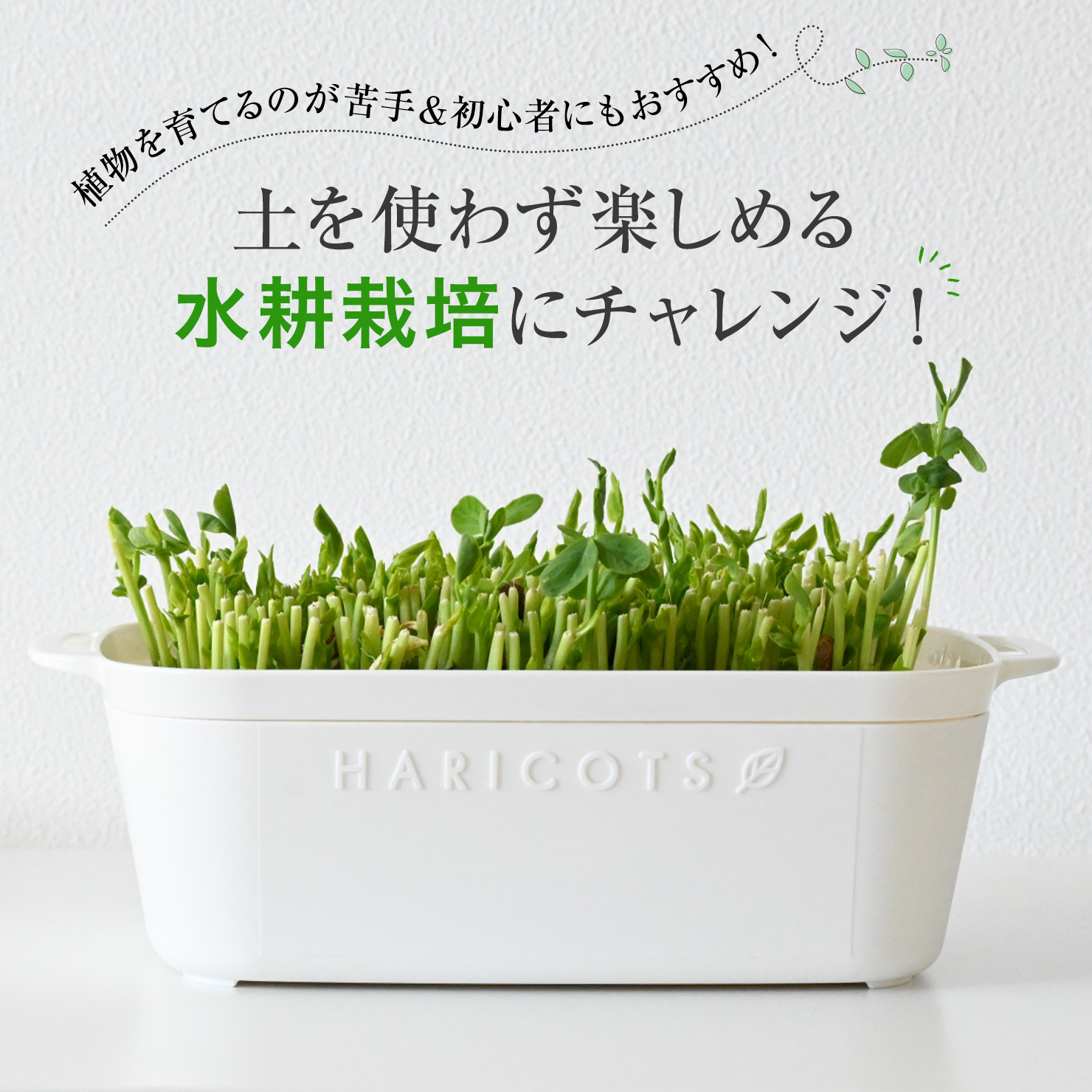 植物を育てるのが苦手＆初心者にもおすすめ！土を使わず楽しめる水耕栽培にチャレンジ！ - even-if